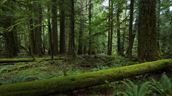 Forest Trees Nature Green Wallpaper Wallpaper