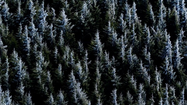 Forest Trees Nature Wallpaper