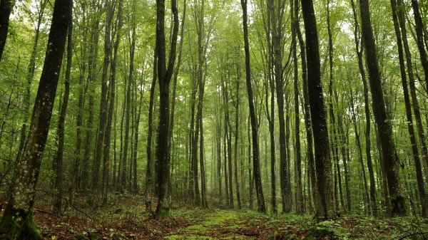 Forest Trees Nature Wallpaper Wallpaper