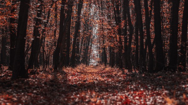 Forest Trees Path Picture Wallpaper
