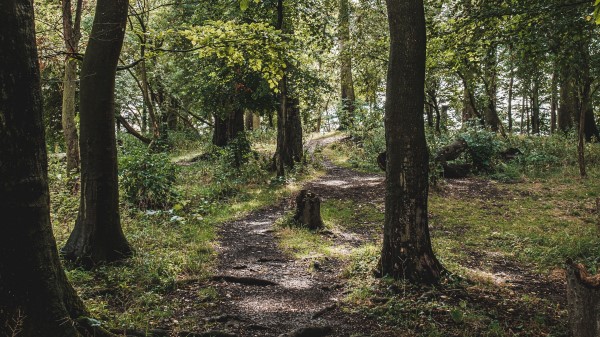 Forest Trees Path Wallpaper
