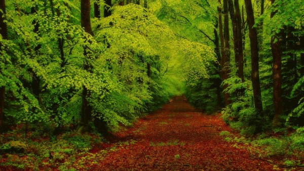 Forest Trees Pathway Wallpaper Wallpaper