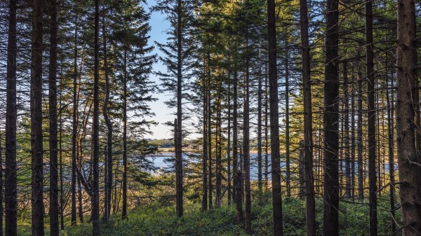 Forest Trees Pine Image Wallpaper