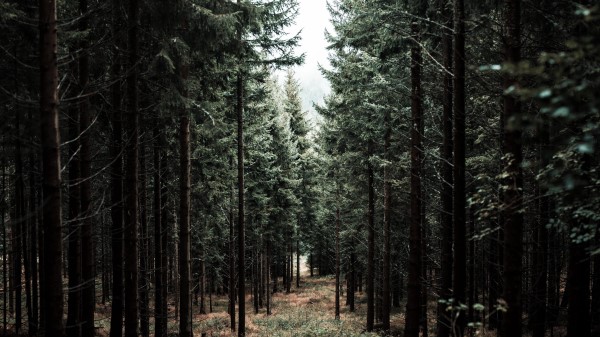 Forest Trees Pine Picture Wallpaper