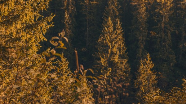 Forest Trees Pine Wallpaper