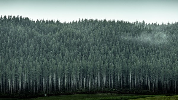 Forest Trees Pines Img Wallpaper