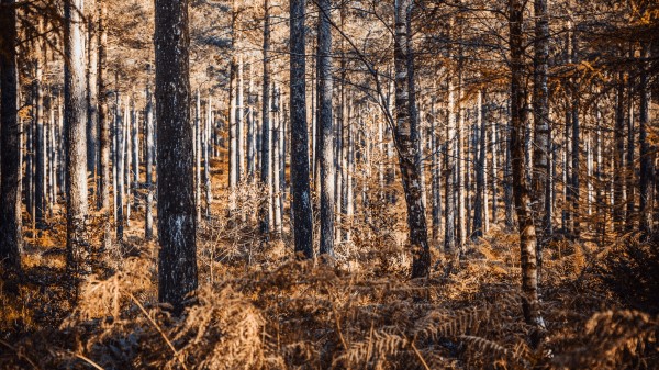 Forest Trees Pines Pic Wallpaper