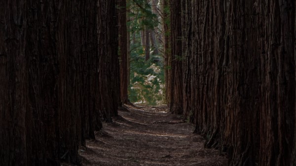 Forest Trees Pines Picture Wallpaper