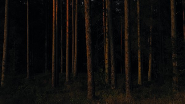 Forest Trees Pines Wallpaper