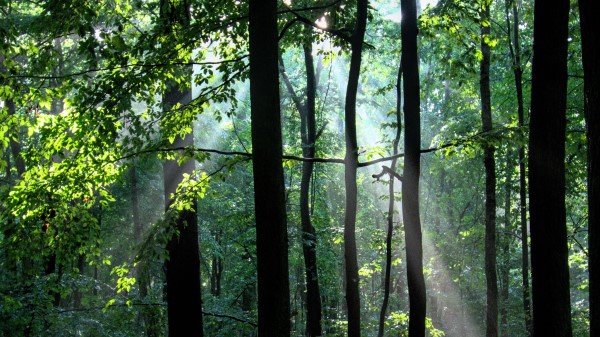 Forest Trees Rays Wallpaper