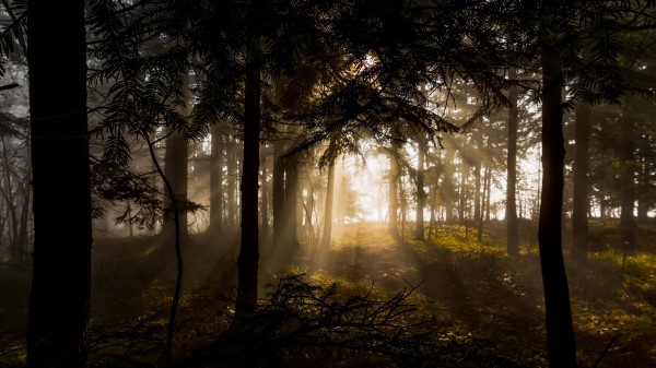 Forest Trees Rays Sun Wallpaper