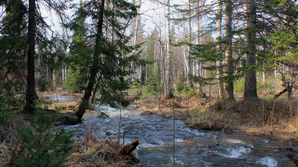 Forest Trees River Flow Landscape Wallpaper