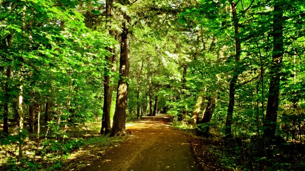 Forest Trees Road Nature Wallpaper Wallpaper