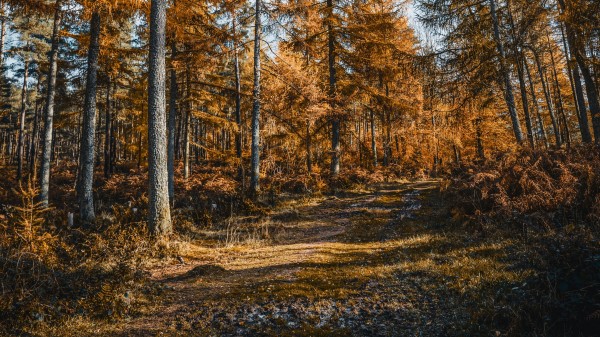 Forest Trees Road Wallpaper