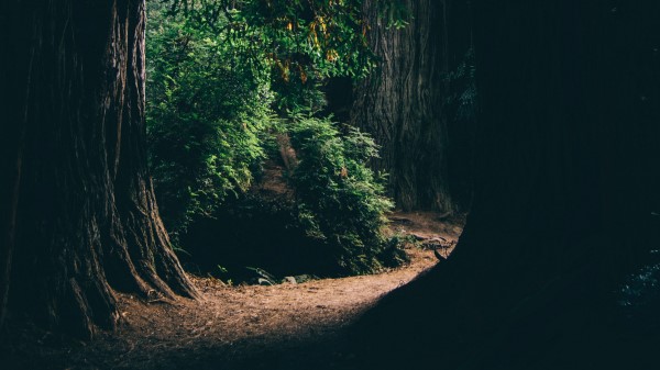 Forest Trees Shadows Image Wallpaper