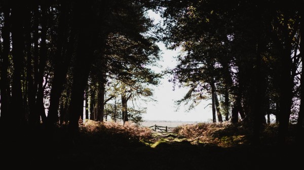 Forest Trees Shadows Wallpaper