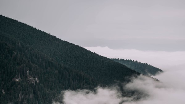 Forest Trees Slope Wallpaper