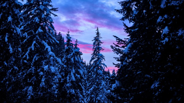 Forest Trees Snow Image Wallpaper