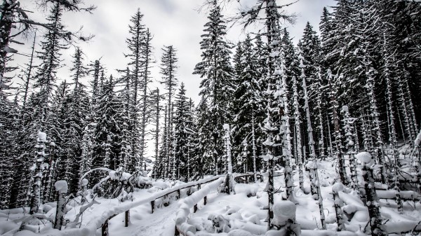 Forest Trees Snow Img Wallpaper