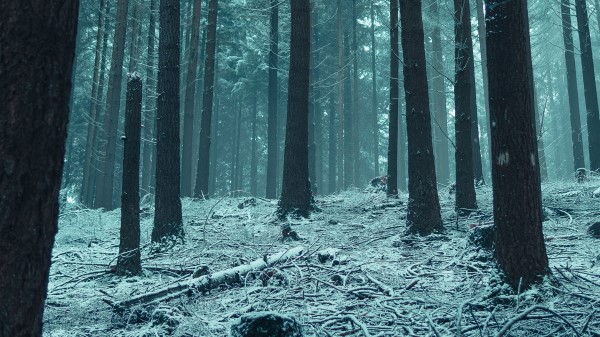 Forest Trees Snow Nature Wallpaper