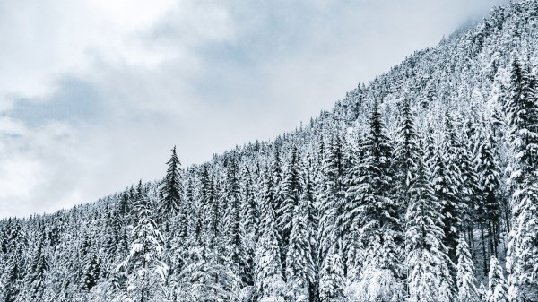 Forest Trees Snow Picture Wallpaper