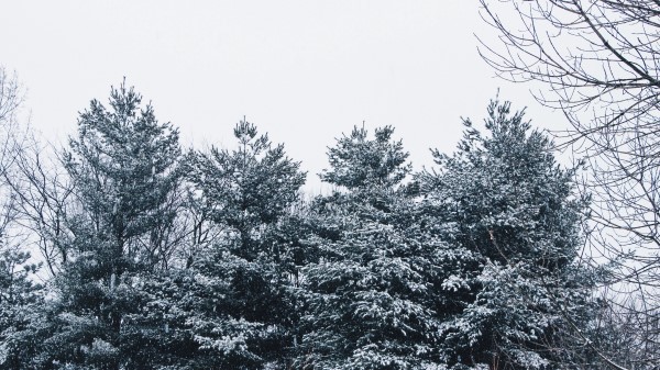 Forest Trees Snow Wallpaper