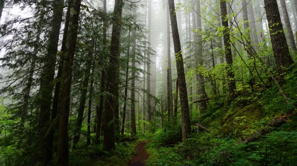 Forest Trees Spruce Image Wallpaper