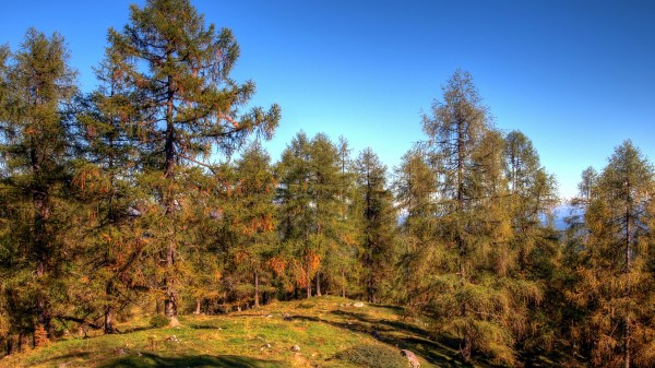Forest Trees Spruce Nature Wallpaper