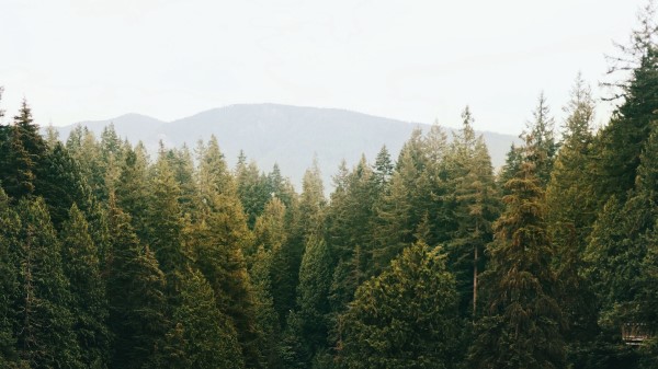 Forest Trees Spruce Photo Wallpaper
