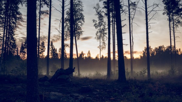 Forest Trees Spruce Picture Wallpaper