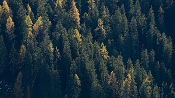 Forest Trees Spruce Wallpaper