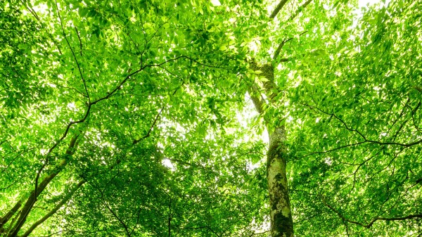 Forest Trees Stone Wallpaper