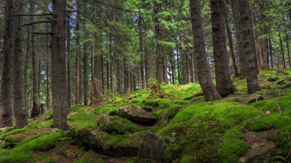 Forest Trees Stones Wallpaper