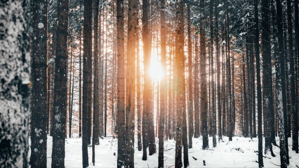 Forest Trees Sun Image Wallpaper