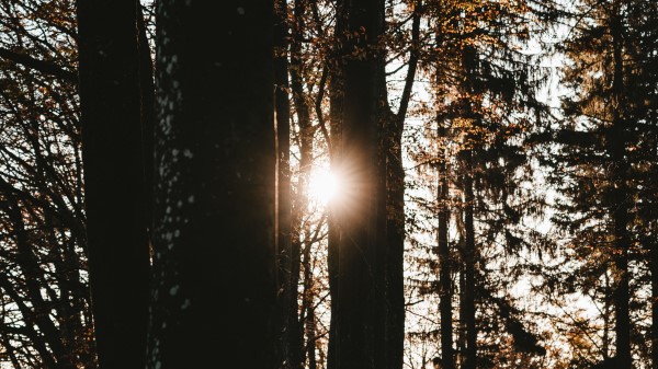 Forest Trees Sun Wallpaper