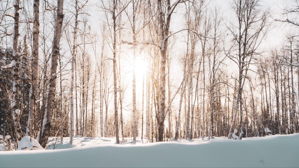 Forest Trees Sunlight Image Wallpaper