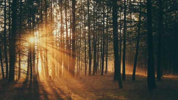 Forest Trees Sunlight Photo Wallpaper