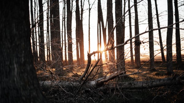 Forest Trees Sunset Image Wallpaper