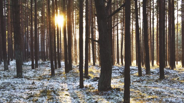 Forest Trees Sunset Wallpaper