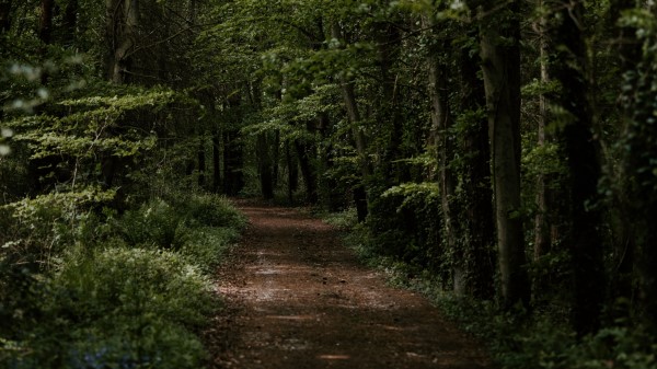 Forest Trees Trail Image Wallpaper