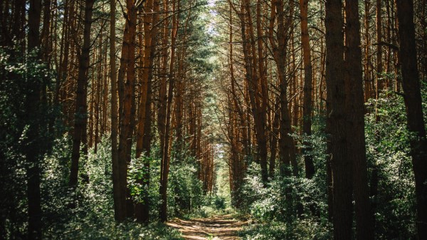 Forest Trees Trail Wallpaper