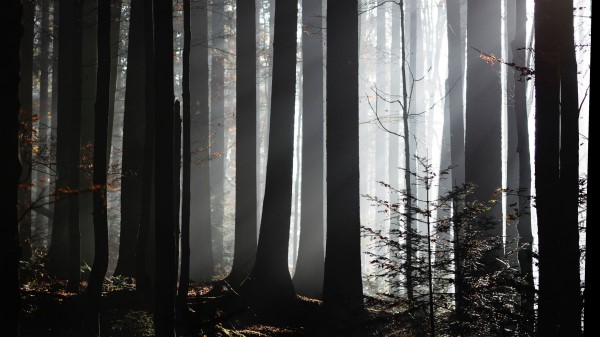 Forest Trees Twilight Wallpaper