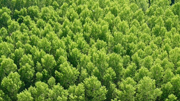 Forest Trees View From Above Wallpaper Wallpaper