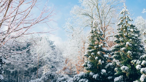 Forest Trees Winter Snow Wallpaper
