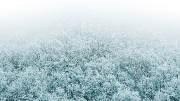 Forest Winter Aerial View Nature Wallpaper
