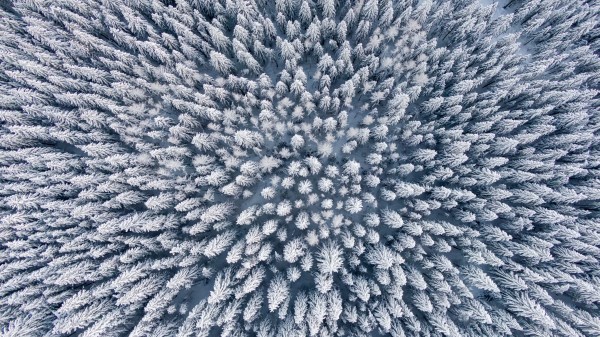 Forest Winter Aerial View Wallpaper