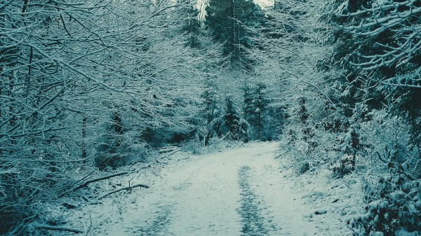 Forest Winter Forest Snow Wallpaper