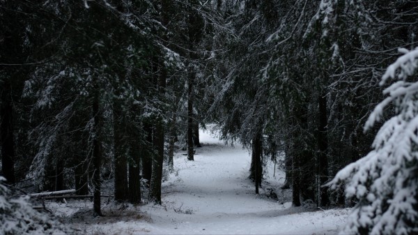 Forest Winter Snow Image Wallpaper