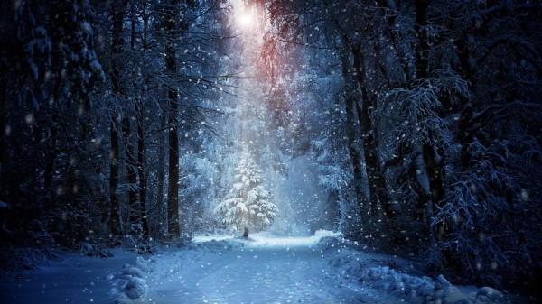 Forest Winter Snow Wallpaper