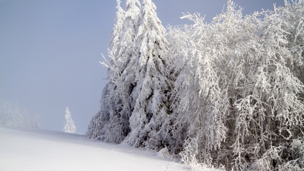 Forest Winter Snow Wallpaper Wallpaper